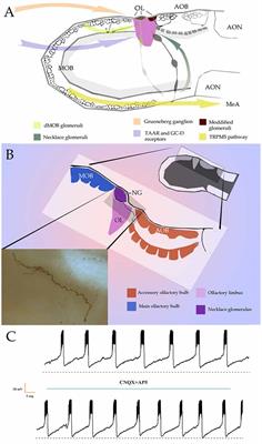 Olfaction and Pheromones: Uncanonical Sensory Influences and Bulbar Interactions